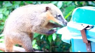 Naughty Coati Try to Crack open the recycle bin! Funny