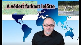 A védett farkast is itt lelövik,ugye ?!