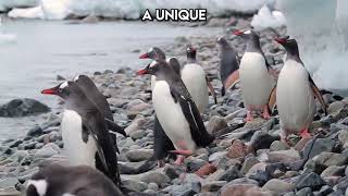 Flippers or Wings? Why Penguins Swim Instead of Fly "🐧|Paws on the Planet