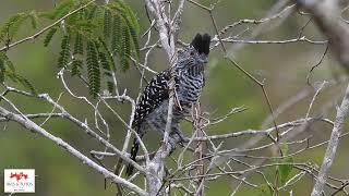 Choca-do-nordeste  (Thamnophilus capistratus)  Caatinga Antshrike