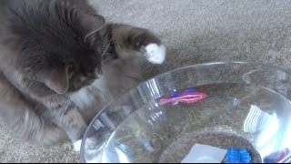 Cat vs. Robofish