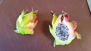 Dragon fruit variety Physical Graffiti