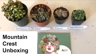 Unboxing 4 Succulents From Mountain Crest