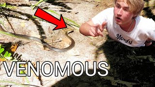 The Second Most Venomous Snake On Earth!