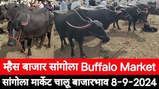 म्हैस बाजार सांगोला / Buffalo market Sangola / चालू बाजारभाव 2024