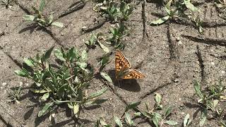 アウリニアヒョウモンモドキEuphydryas aurinia (Marsh Fritillary) 2024/06/28 Chez Mem's France