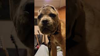 Welcome To My House Nu Breed Cane Corso #nubreed #welcometomyhouse #italianmastiff #dog