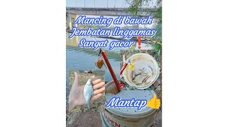 MUSIM KEMARAU ❗ MANCING DI BAWAH JEMBATAN LINGGAMAS,GACOR JEKPOT IKAN TAWES❗