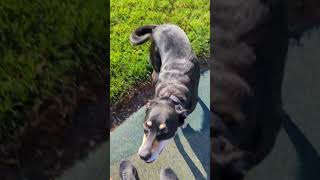 Kelpie running at the park