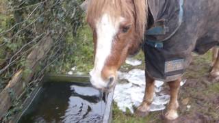 Geocaching with Geo-horses ! Geocaching Vlog UK