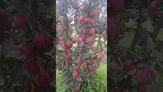 new apple variety