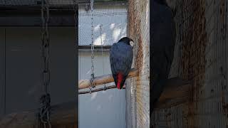 Funny parrot 2 #parrot #papagal #bird #funny #funnysound #funnyvideo