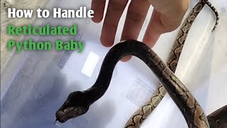 Hendle Normal Reticulated Python 2022