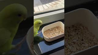 Bob and Sam eating moment :) #budgies #parrot #pets #shorts #madeyoulook #meghantrainor