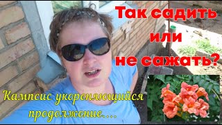 Так садить или не сажать? Кампсис укореняющийся продолжение...Как уничтожить кампсис