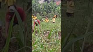 WADUHH LUMPINGNYA KABUR KE SAWAH GAES...!!!! | SENI BENJANG MEKAR BUDAYA LIVE PALEDANG