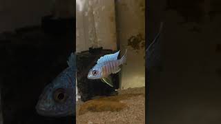 lake malawi cichlids. This is one of the aquarium strain, off of a turkis that I created. "Tureka".