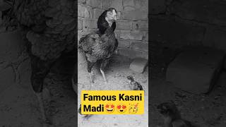 Kasni Aseel Madi | #aseelchicks | #aseelhenslover