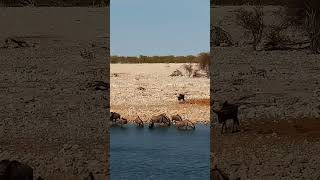 Wildebeest herd!!