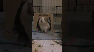 More guinea pig fun part 5