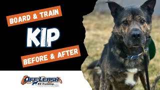 Mix Breed, 2y/o, "Kip” | Amazing, Mix Breed Obedience Training