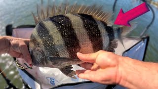 SHEEPSHEAD fishing using live shrimp | Grand Isle Louisiana