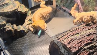 BEARDED DRAGON EATS BLUE HORN WORMS