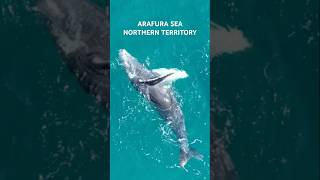 Fishing the Arafura Sea: Rich Waters and Wildlife