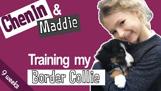 01 Border Collie at 9 Weeks Old - first training tips for puppies.