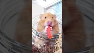 Hamster eats paprika 🐹🤗