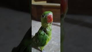 Baby parrot 🦜 Ringneck #letsexplore777 #youtube #shortsviral #subscribe #hindi #urdu #birdslover