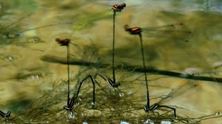 damselflies in tandem flight #shorts