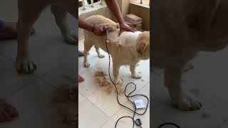 Grooming time #groomingdog#labrador#garmi#cute#vira#shortvideo#youtubeshorts#doglover#maakaladla#dog