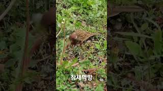 Sparrow eating show 참새 먹방