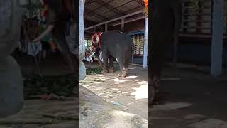 Elephant Attack in Kerala 2021 | #shorts #elephantvideos #elephantattack