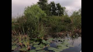 Winter Haven Chain of Lakes Pontoon Boat Tour with Living Waters Boat Cruises