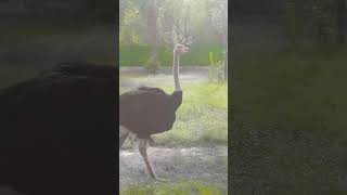 #ostrich #shortvideo #animals #animals #youtubeshorts