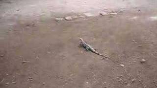 Iguana in Chichen Itza