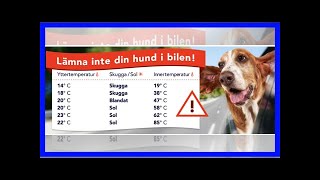 Veterinären varnar: lämna inte hunden i bilen på vintern