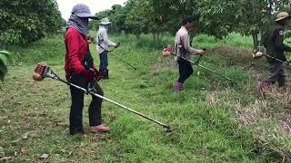 Clearing grass from mango farm - grass cutting farm work