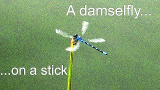 What is a damselfly, whirligig beetle, and forester's tern?