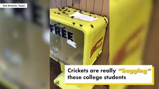 Crazy cricket takeover! Why thousands of insects invaded this college