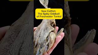 Saw Catfish: The Spiky Oddball of Freshwater Tanks! AquaVerse #sawcatfish #catfish #shorts