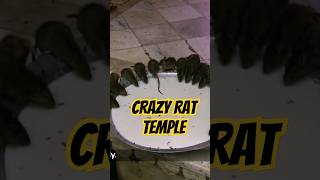 Inside India's Sacred Rat Temple! 🐀 Unbelievable Temple of Karni Mata #IncredibleIndia