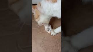 Kucing makan kepala ayam