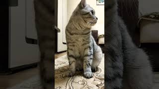 Хочу как Дед мороз #юмор #шутка #приколы #cat #смешнойкот #приколы #прикол #shorts