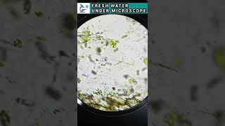 Fresh water sample under microscope view | Bacteria under microscope video #shortvideo #science