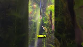 Will my Pea Puffers Eat Brine Shrimp?