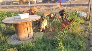 Moving Blackbelly Sheep and Nigerian Dwarf Goats pt2