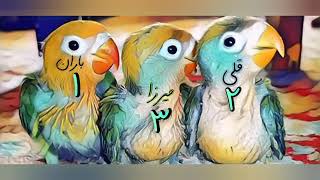 این قسمت:باران قلی میرزا طوطی برزیلی های شیطون من - (my lovebirds - parrots)